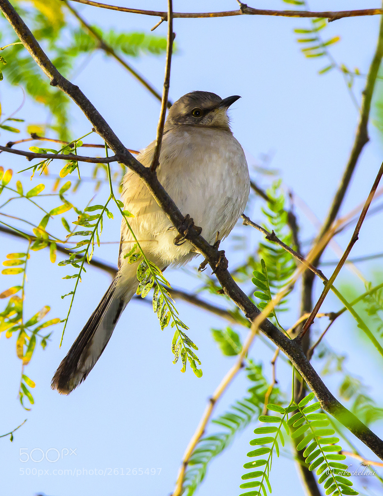Nikon D810 sample photo. Mbs_5199 2.jpg photography