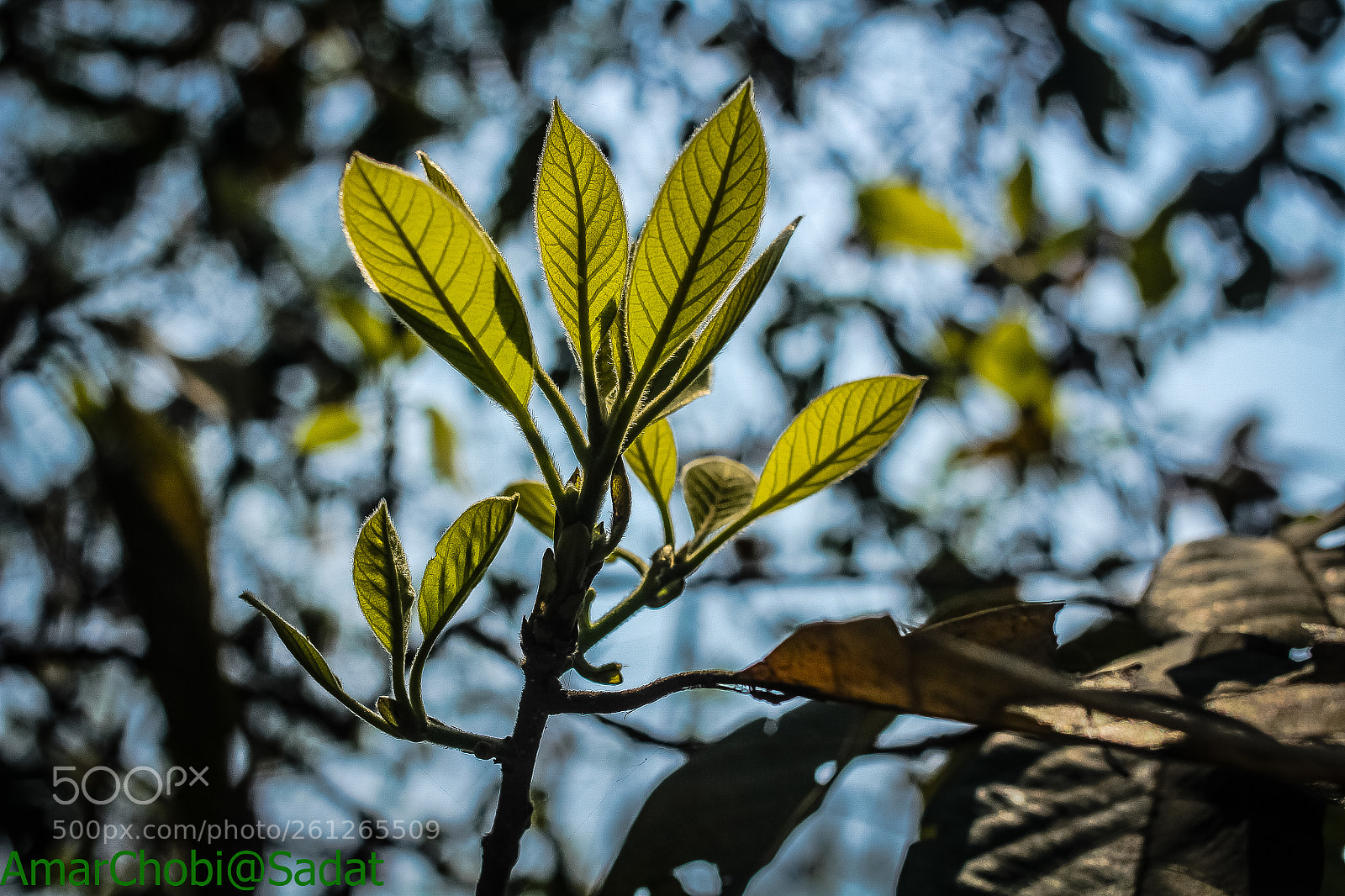 Canon EOS 60D sample photo. Green glowing photography