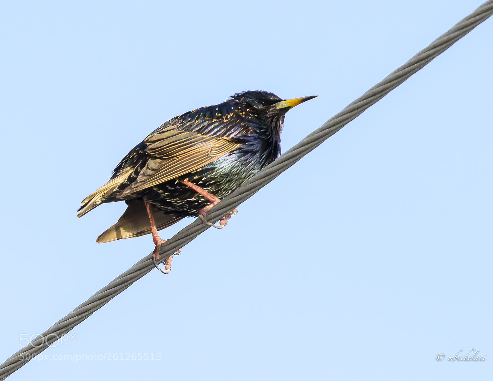 Nikon D810 sample photo. Mbs_5201 2.jpg photography