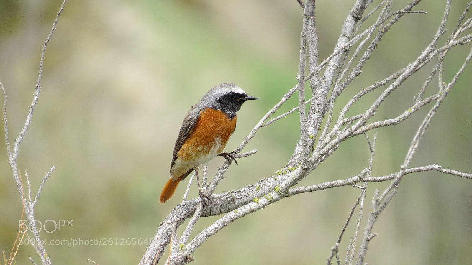 Canon PowerShot SX50 HS sample photo. Common redstart photography
