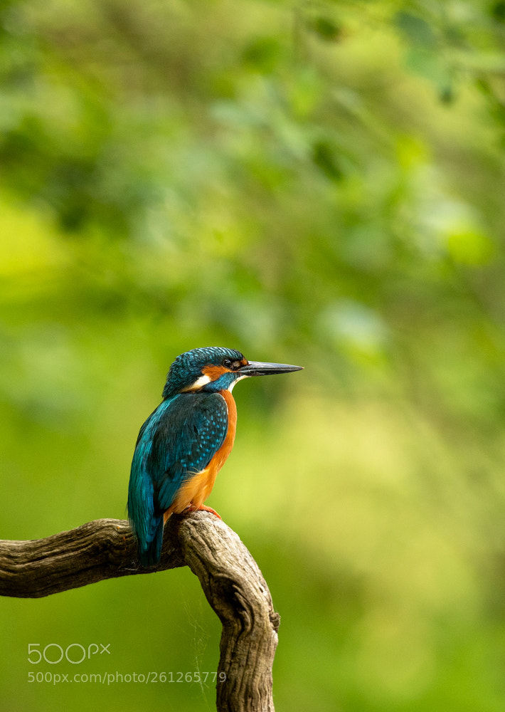 Nikon D500 sample photo. Kingfisher photography