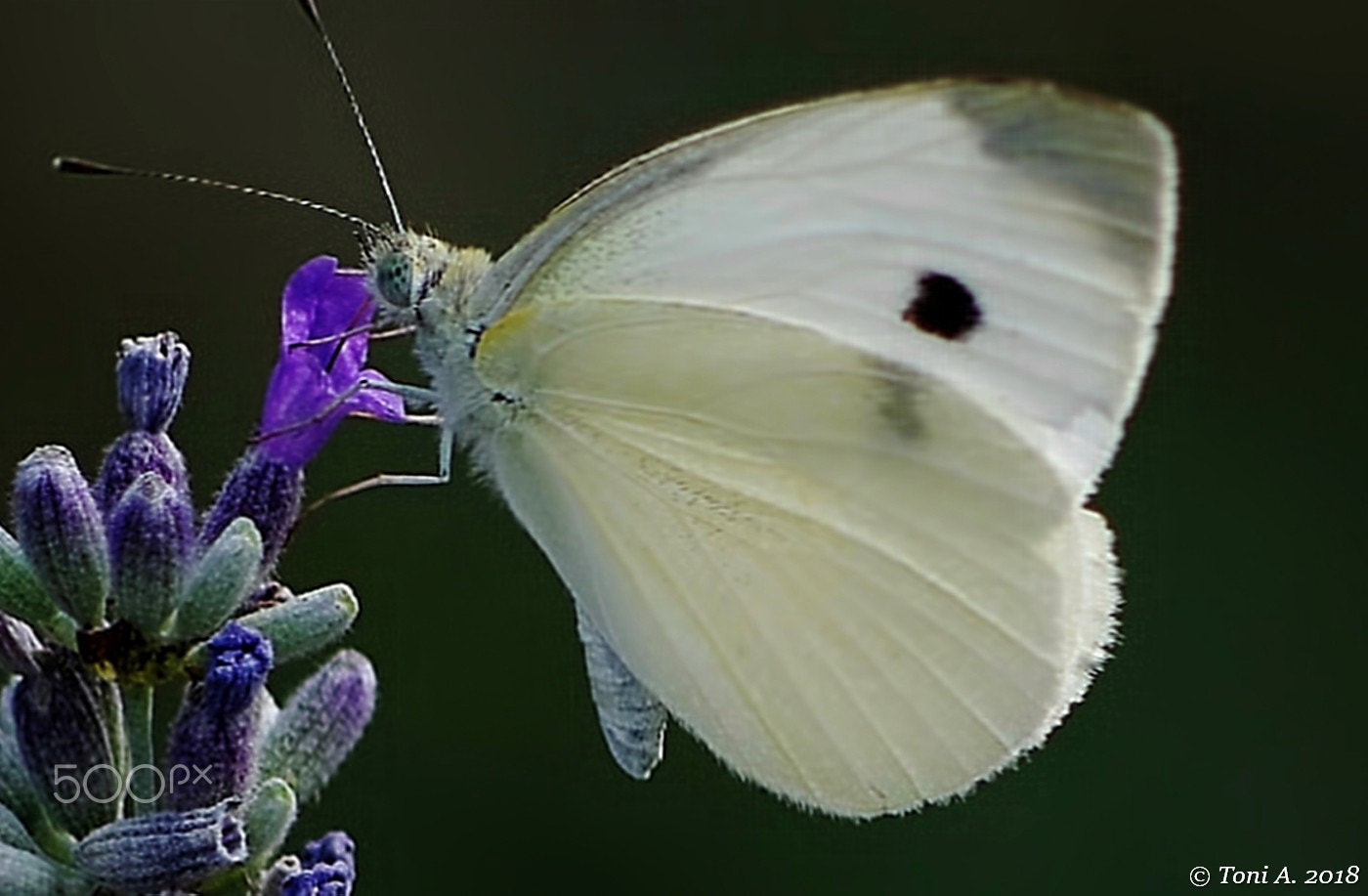 Pentax K-5 II sample photo. Pieris brassicae photography