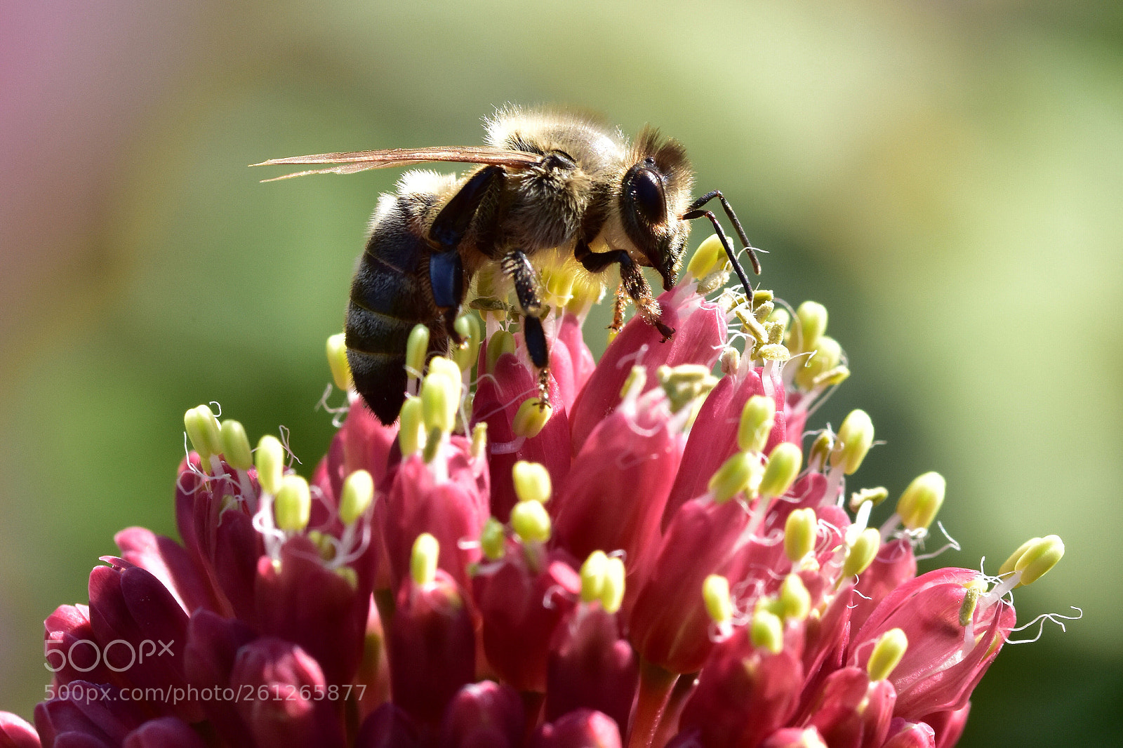 Nikon D7200 sample photo. Nature  photography
