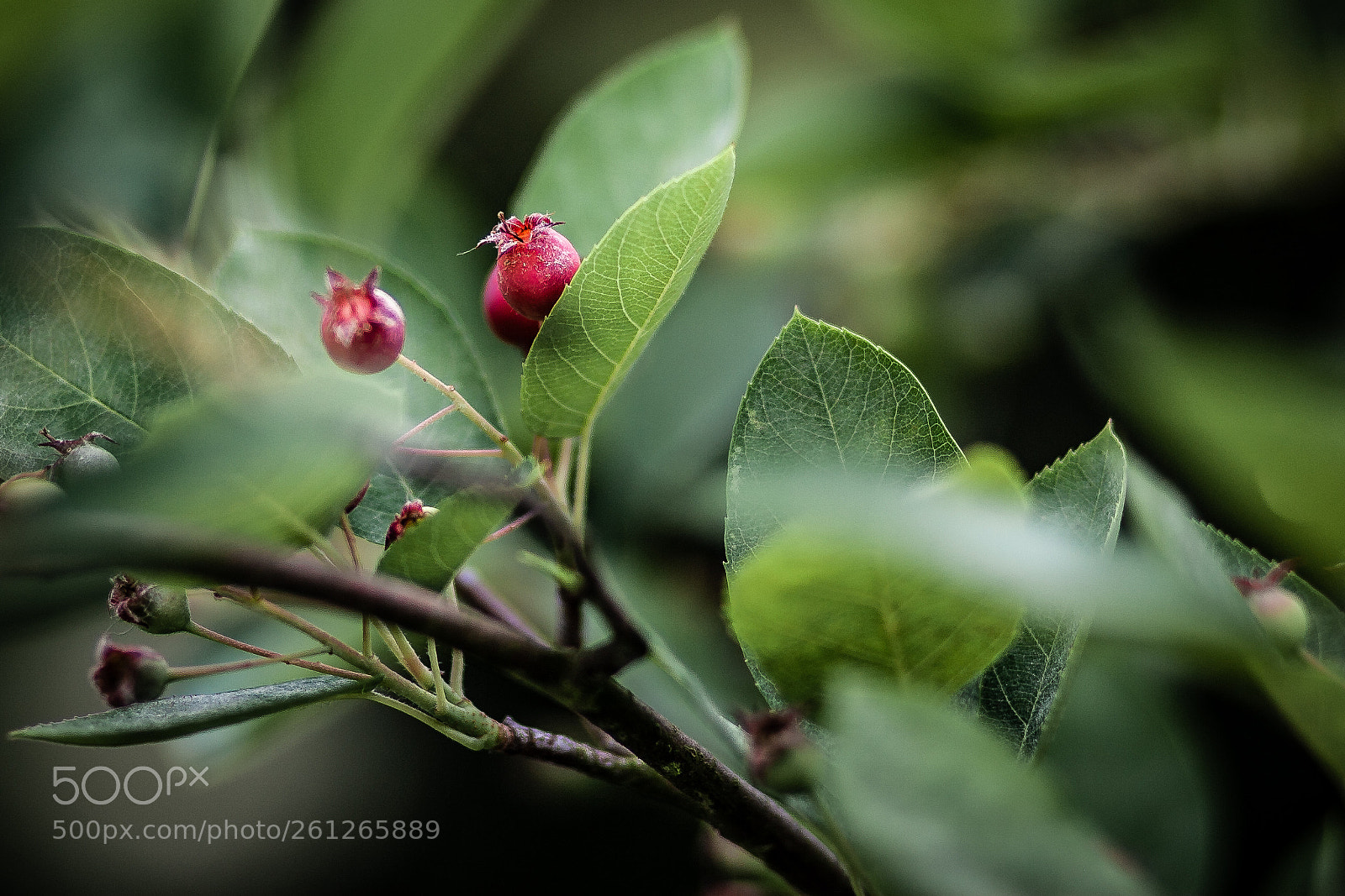 Canon EOS 30D sample photo. Rock pear photography