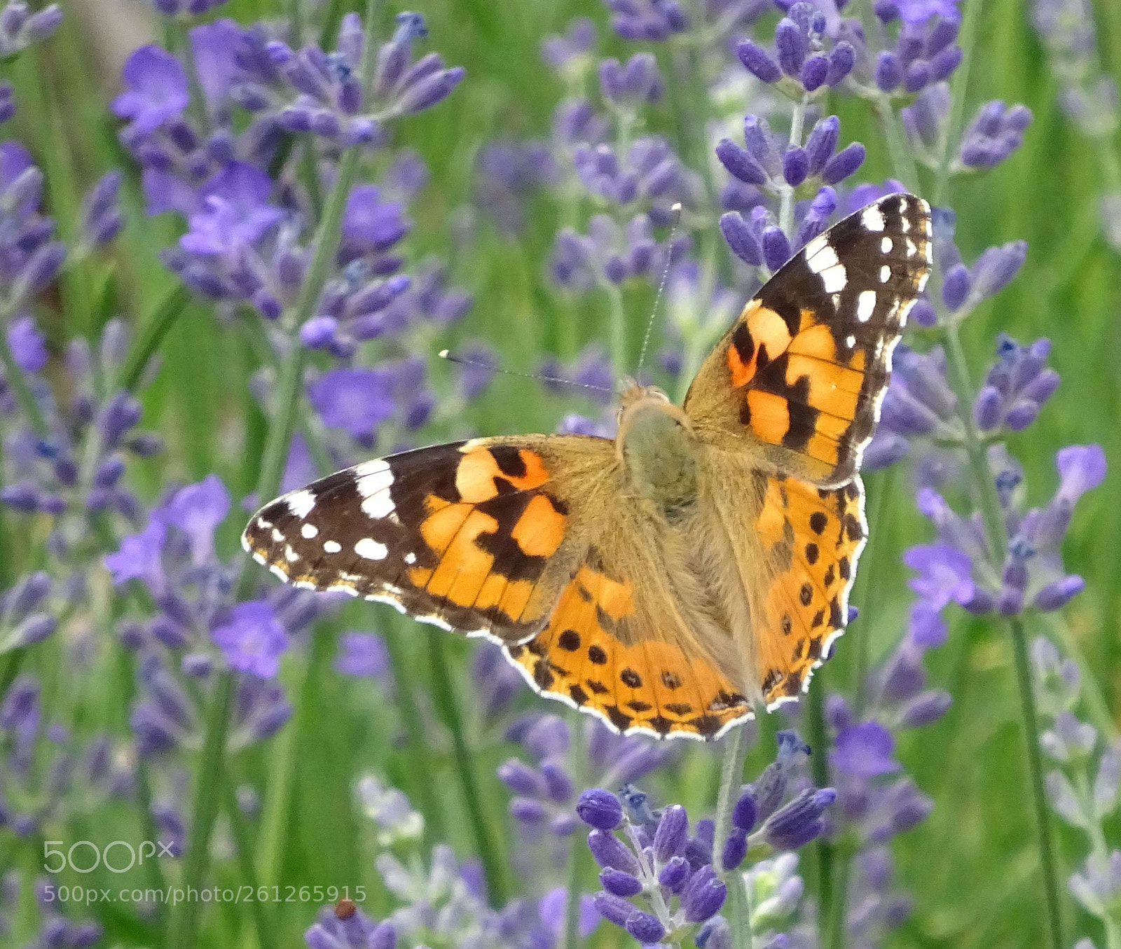 Sony Cyber-shot DSC-WX350 sample photo. Painted lady (vanessa cardui) photography