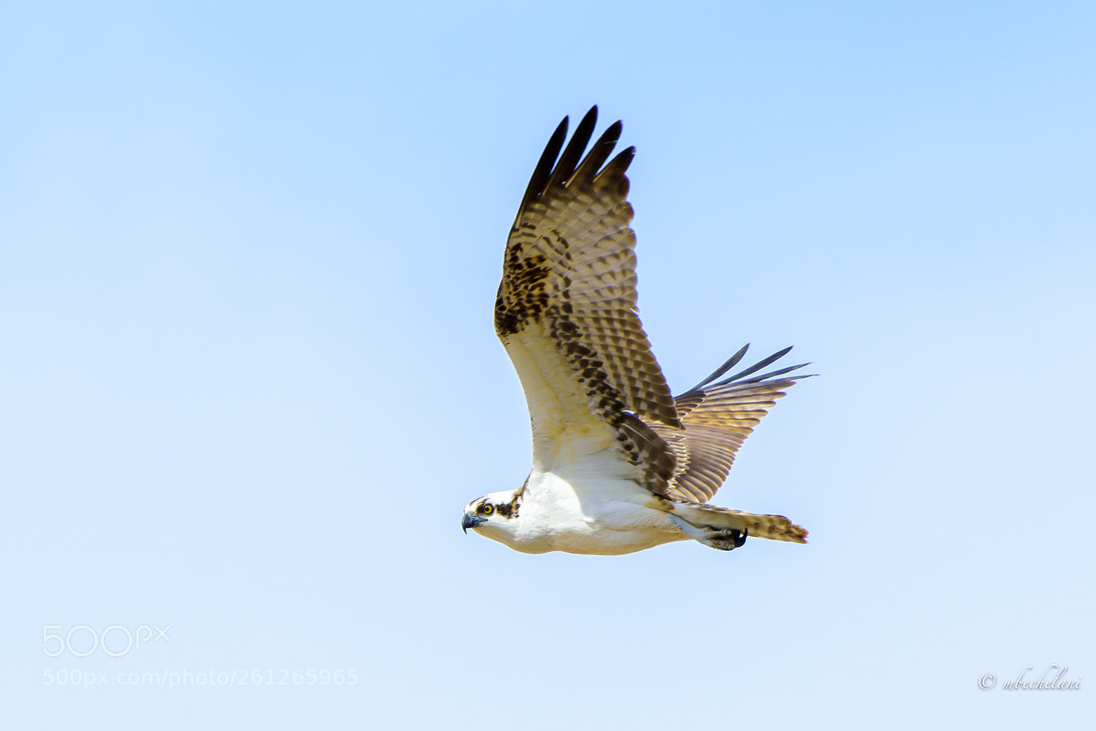 Nikon D810 sample photo. Mbs photography