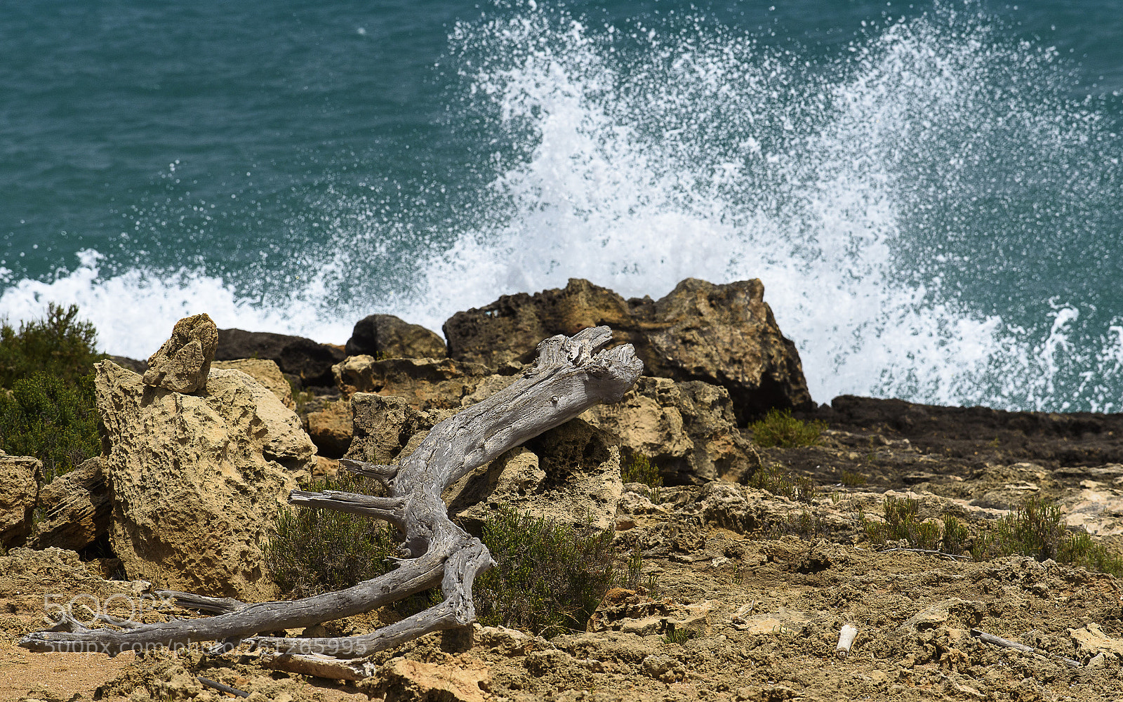 Nikon D750 sample photo. The lizard tree photography
