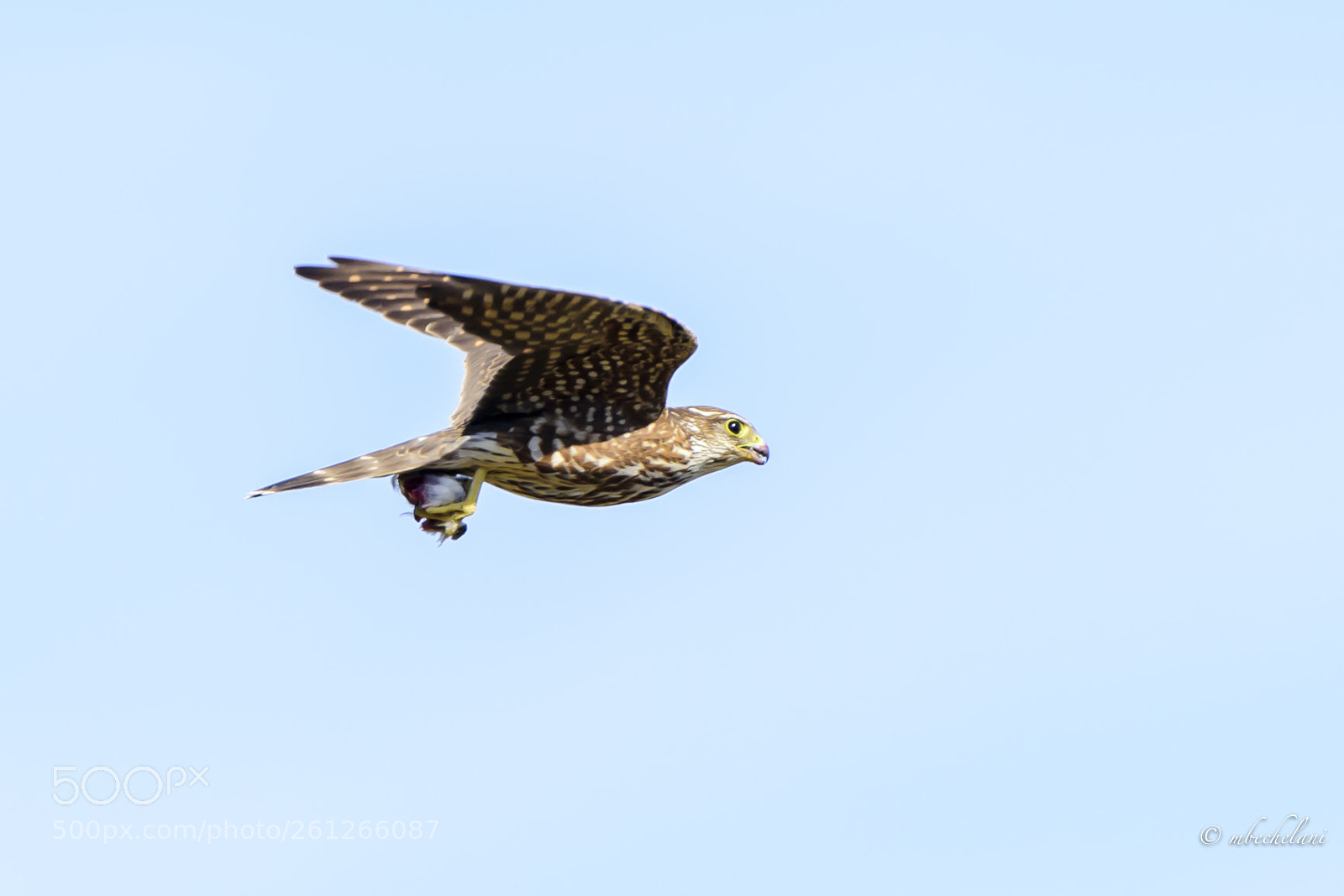 Nikon D810 sample photo. Mbs photography