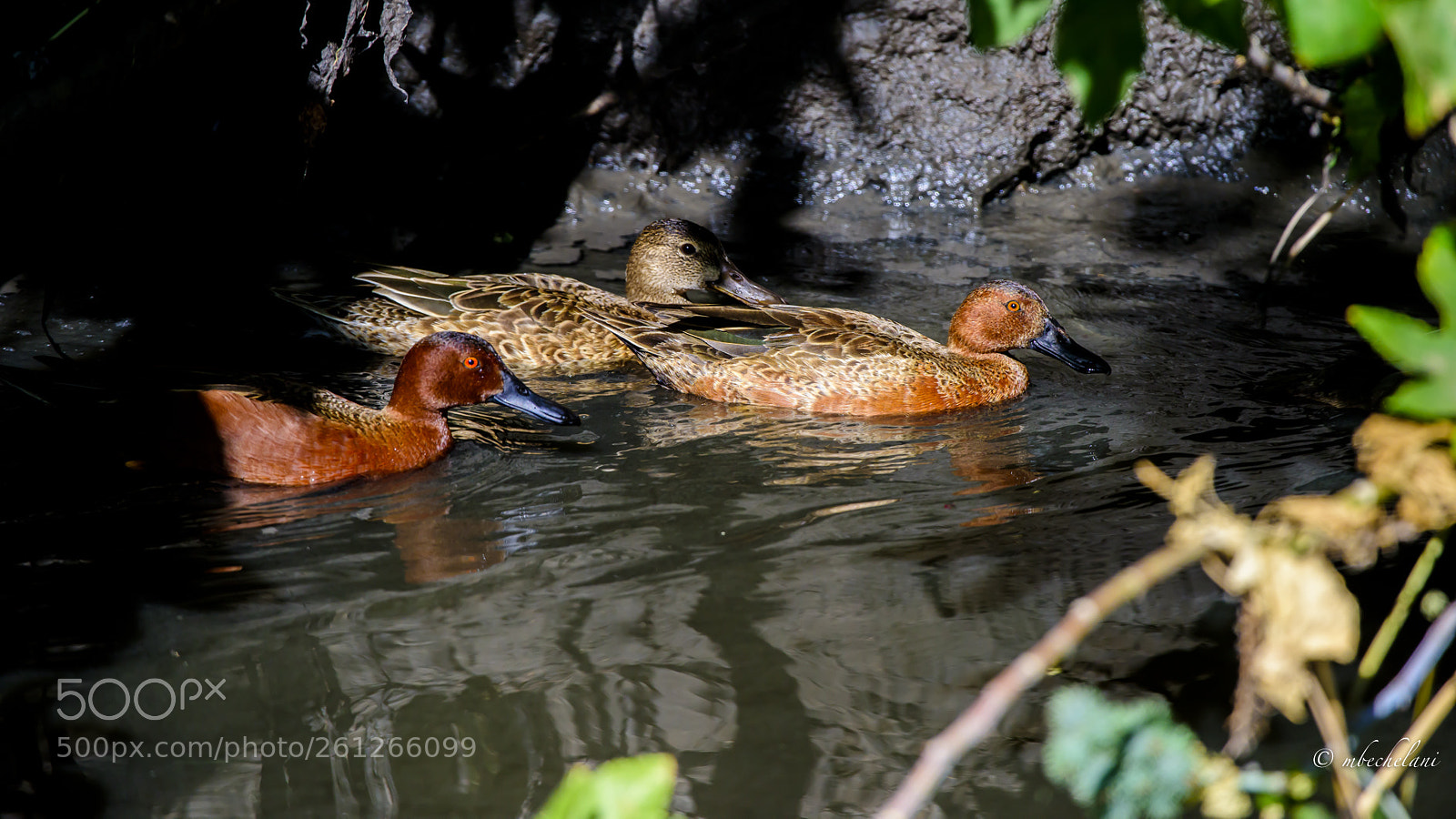 Nikon D810 sample photo. Mbs photography