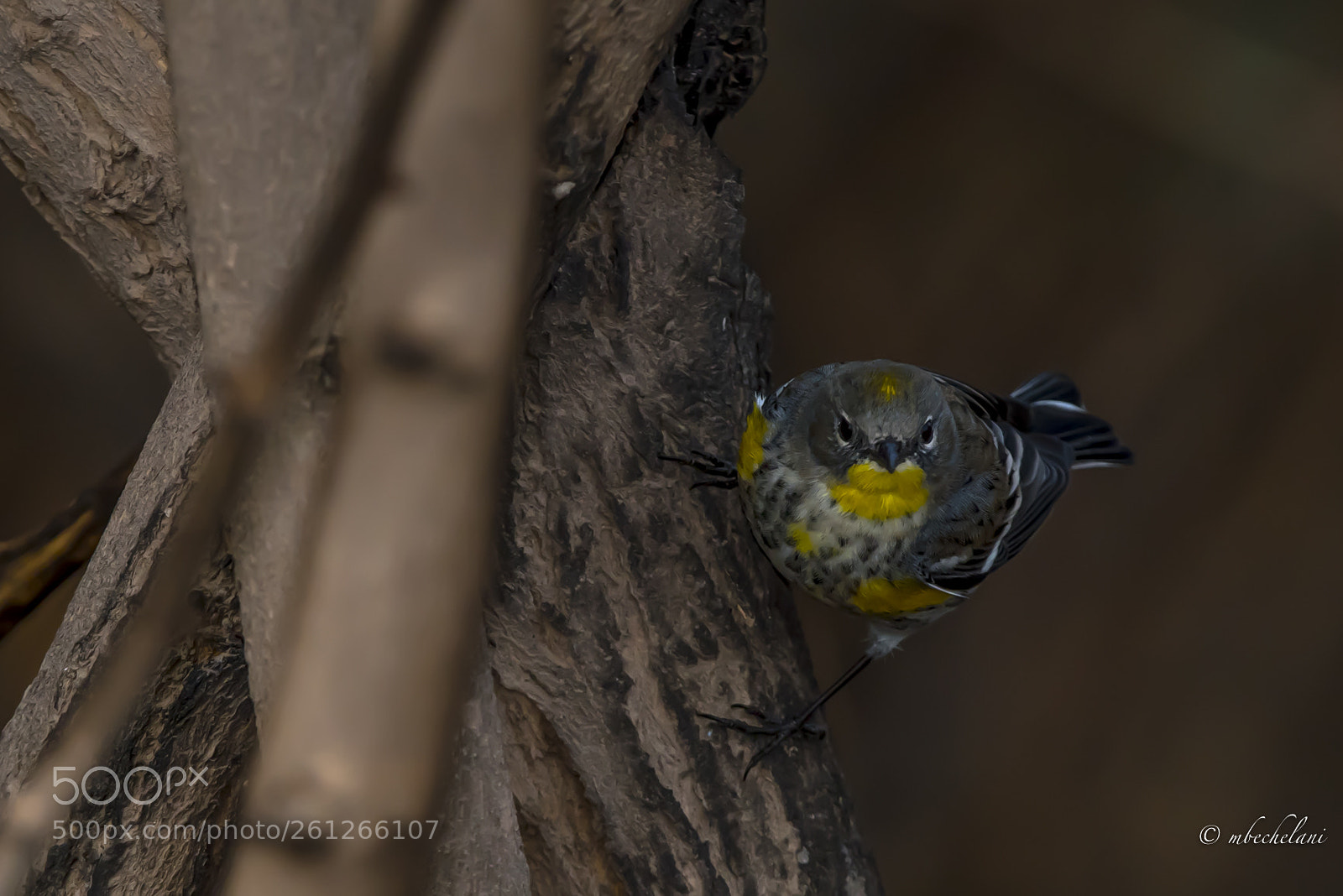 Nikon D810 sample photo. Mbs photography
