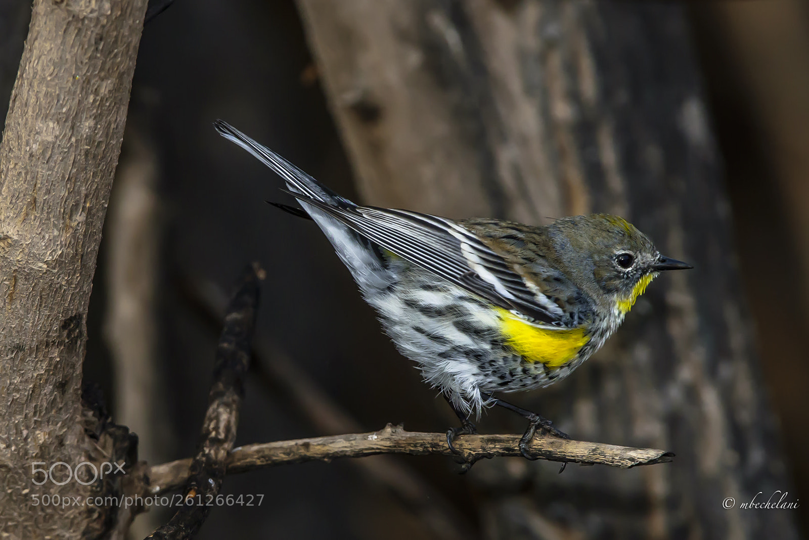 Nikon D810 sample photo. Mbs photography