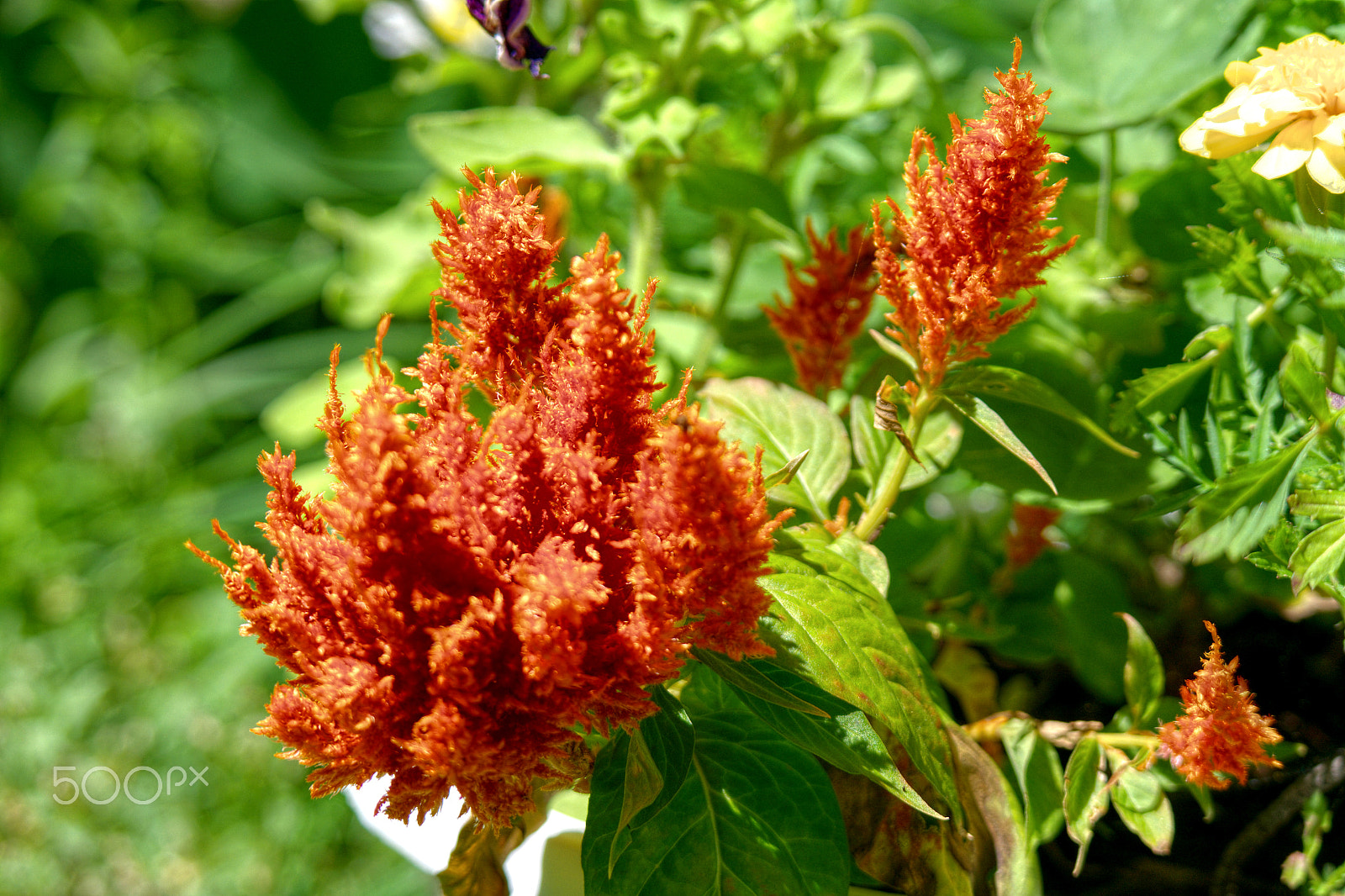 Samsung NX1000 sample photo. Blossom photography
