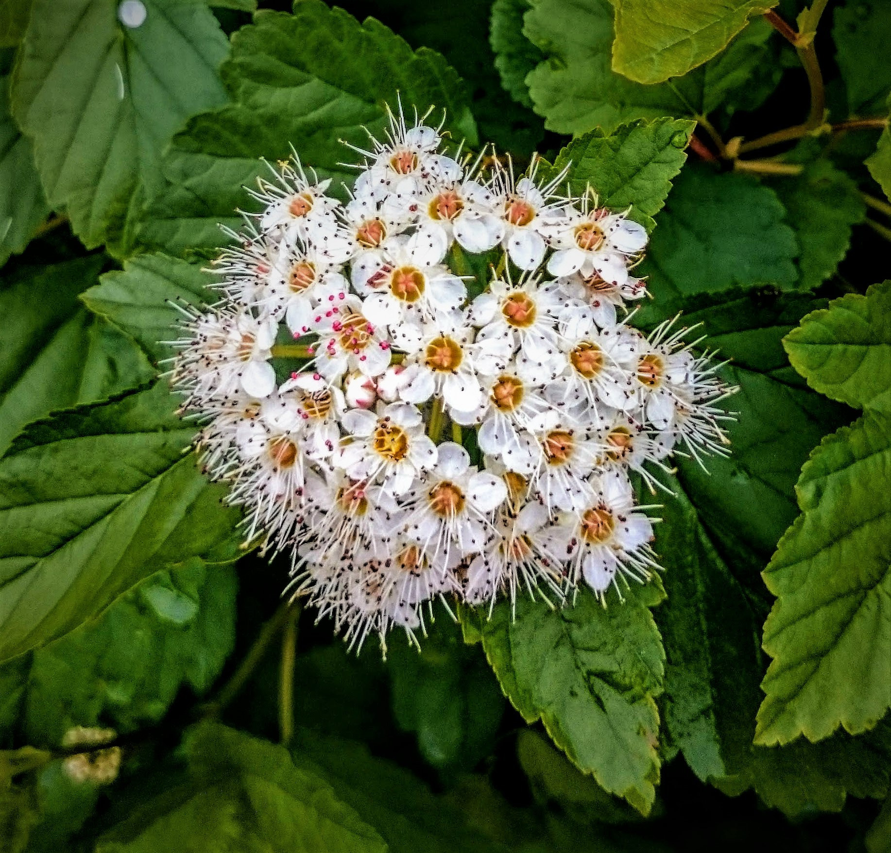 Sony Xperia Z2 sample photo. _spirea_ photography
