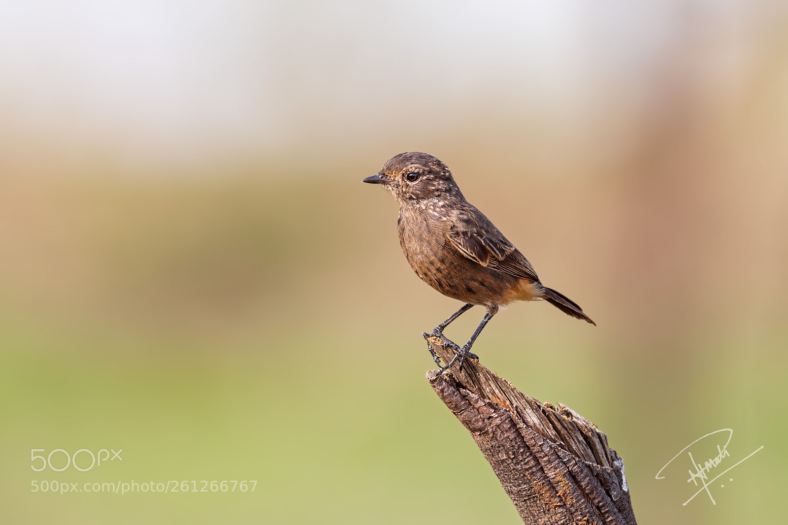 Canon EOS 5D Mark IV sample photo. Pied bushchat female (juvenile) photography