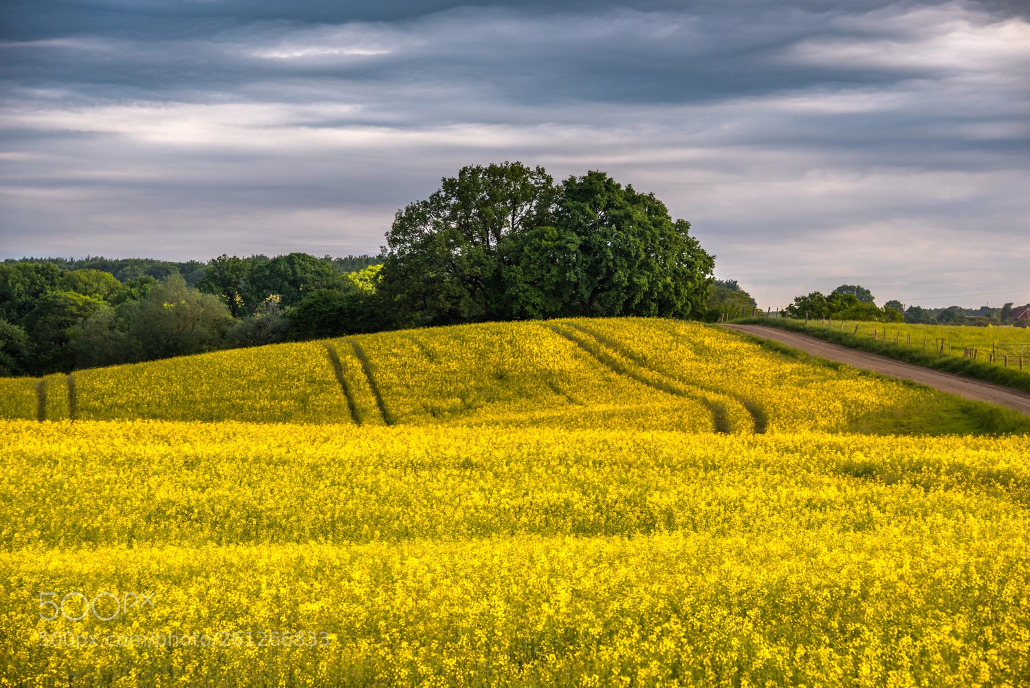 Nikon D750 sample photo. Rapeseed fields photography