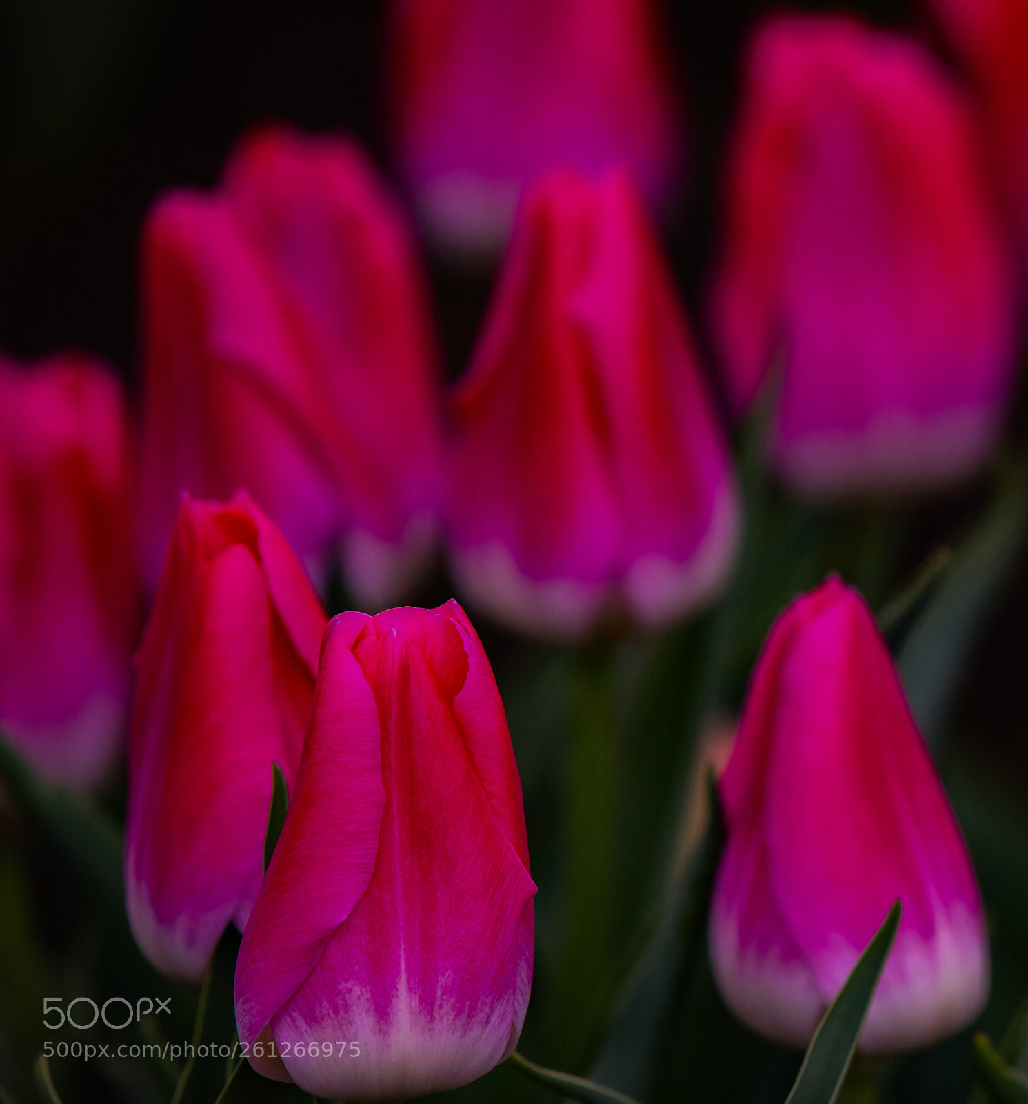 Nikon D810 sample photo. Flower photography