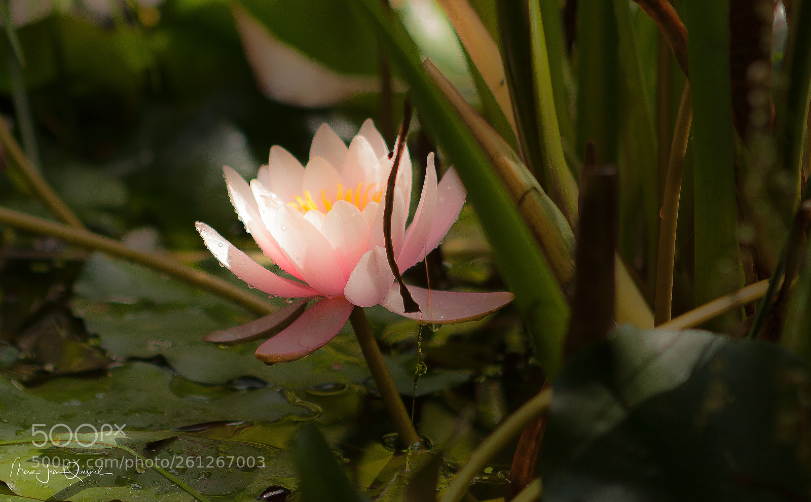 Canon EOS 5D Mark II sample photo. Nénuphar 1 photography