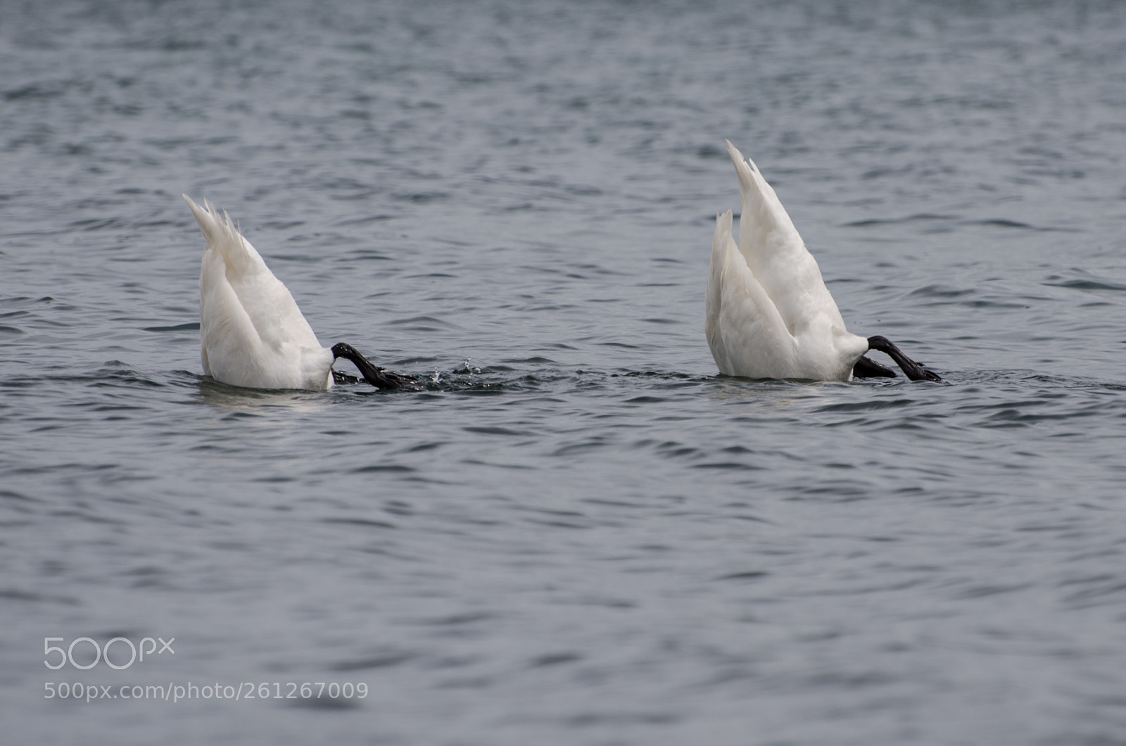 Nikon D7000 sample photo. Synchronized photography