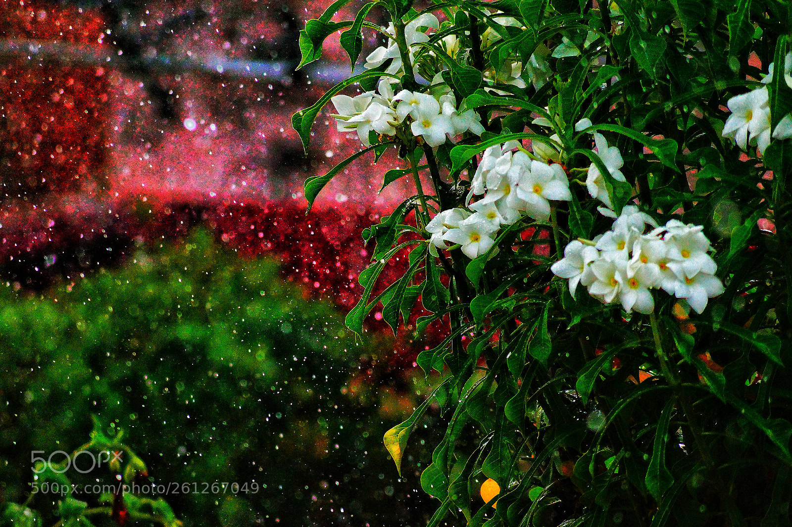 Sony SLT-A58 sample photo. Colorful life with colorful photography