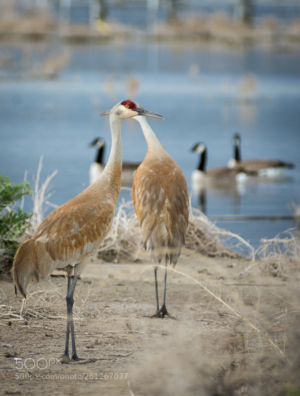 Nikon D7200 sample photo. Sandhill cranes photography