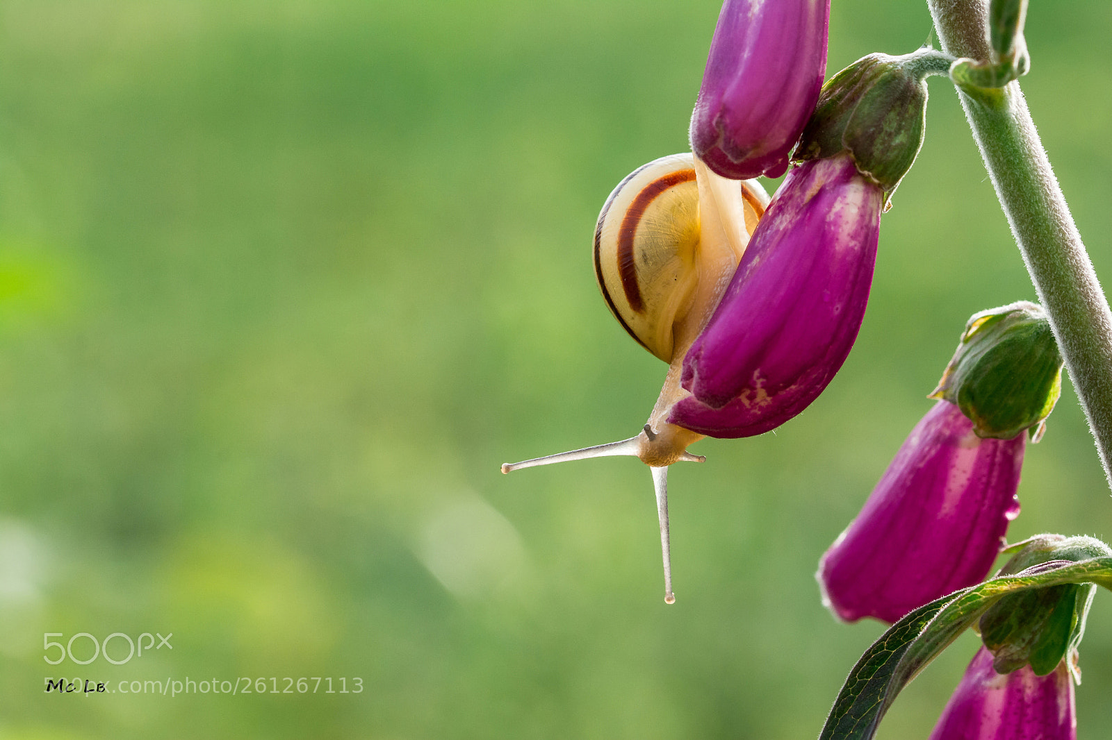 Nikon D7100 sample photo. Snail and digitalis photography