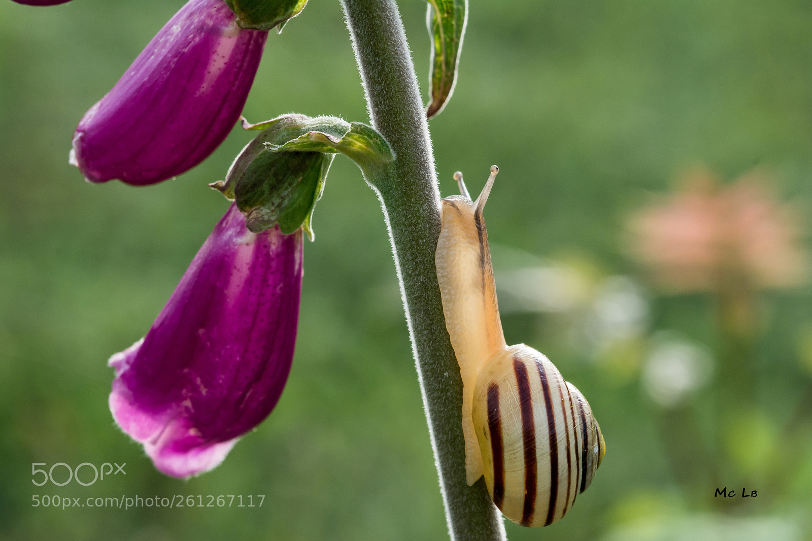 Nikon D7100 sample photo. Snail and digitalis photography
