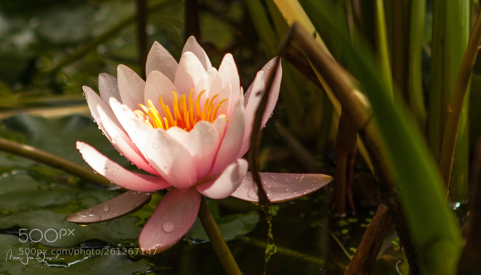 Canon EOS 5D Mark II sample photo. Nénuphar 2 photography
