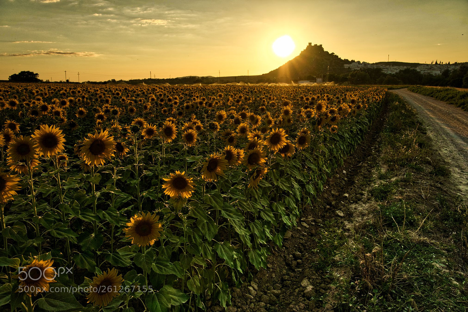 Sony a7 sample photo. Girasoles photography
