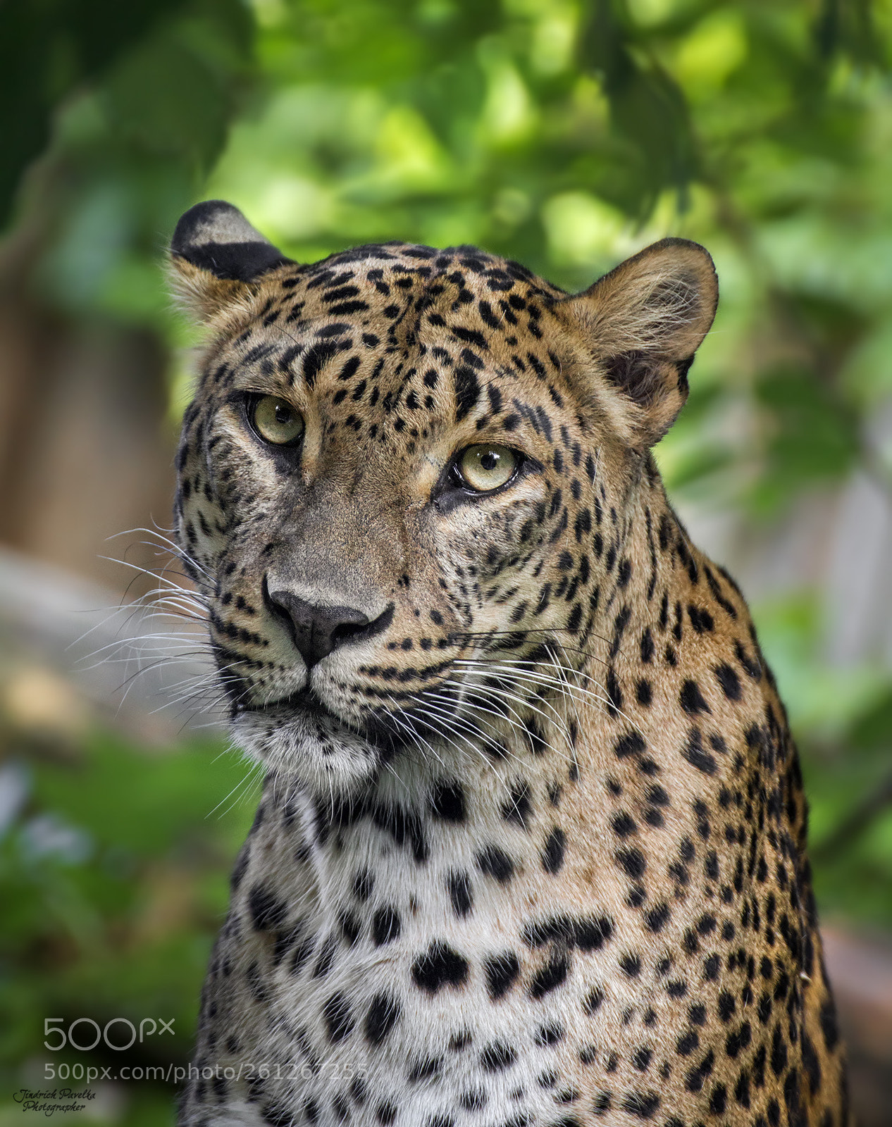 Canon EOS 100D (EOS Rebel SL1 / EOS Kiss X7) sample photo. Sri lankan leopard panthera photography