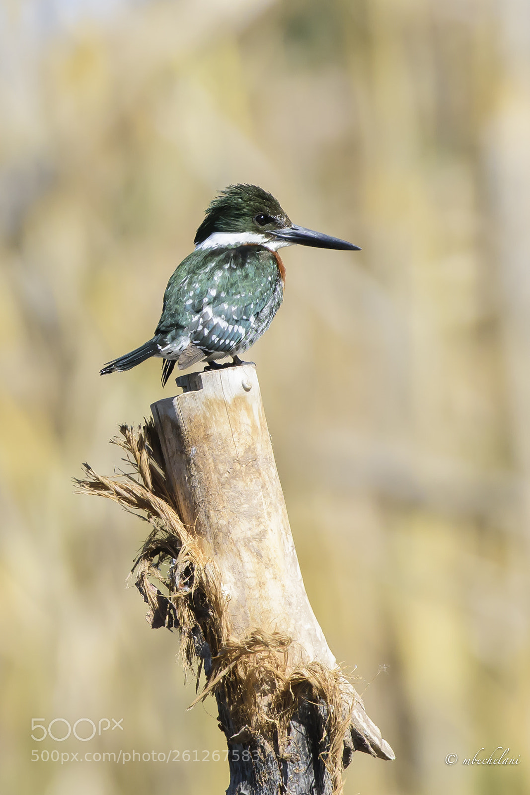 Nikon D810 sample photo. Mbs photography