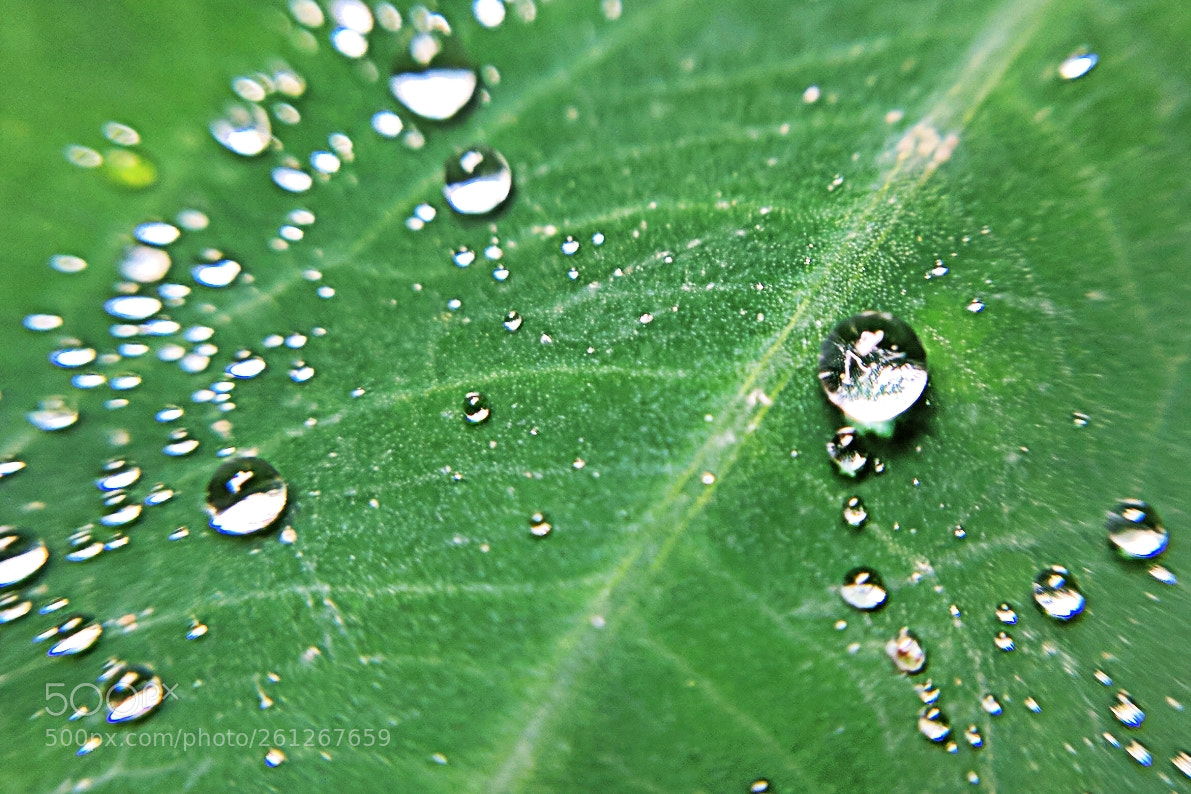 Xiaomi Mi A1 sample photo. Water droplets photography