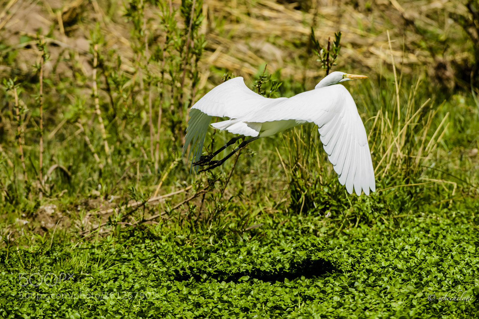 Nikon D810 sample photo. Mbs photography