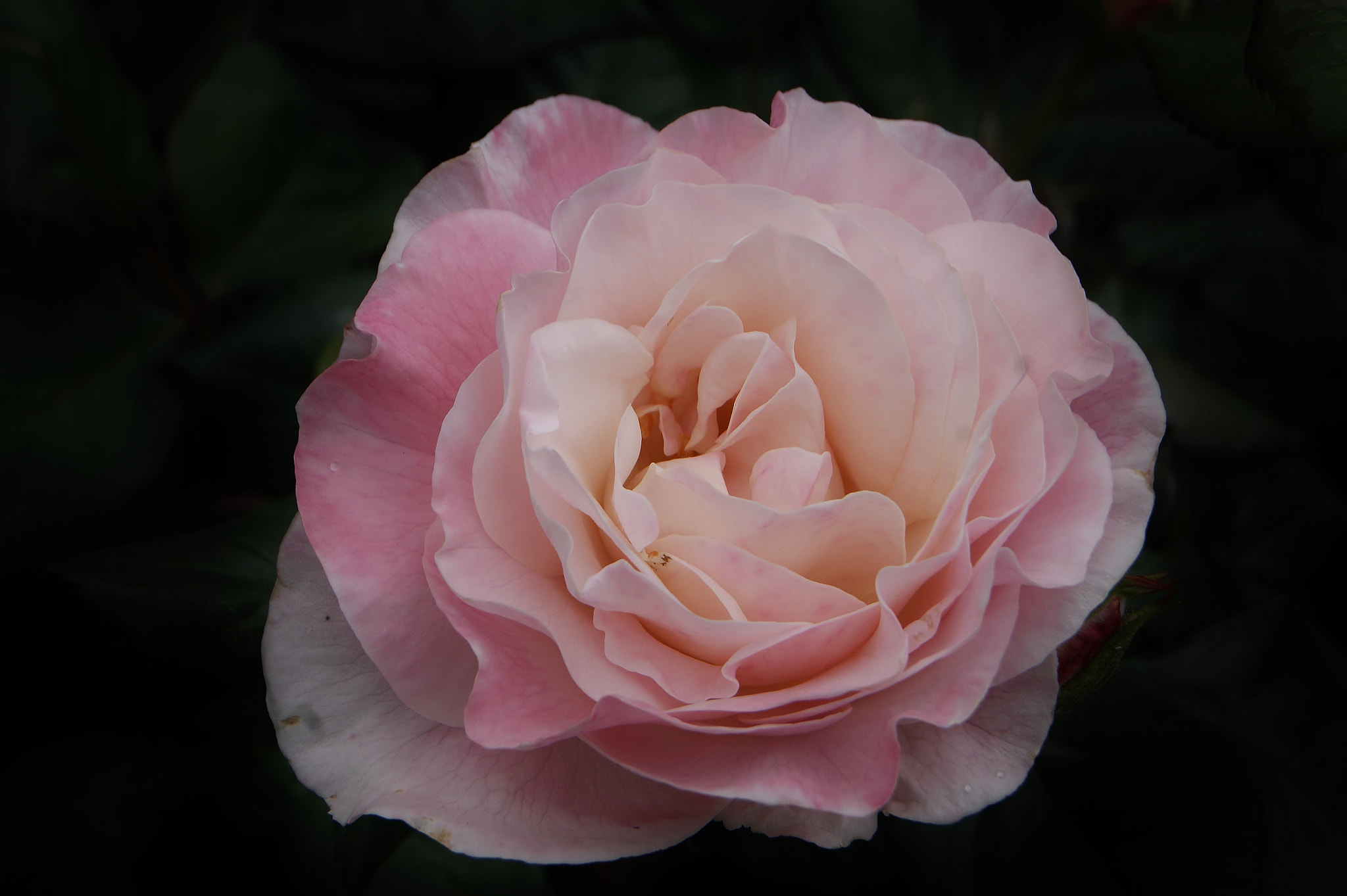 Sony Alpha DSLR-A380 sample photo. A june rose ... photography