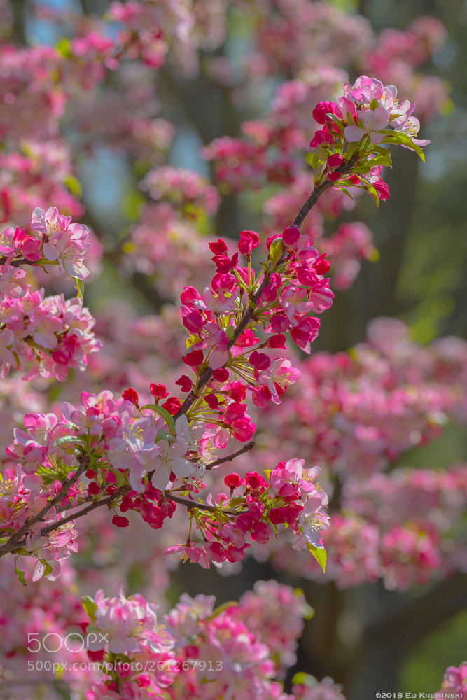 Fujifilm X-T2 sample photo. In the pink photography