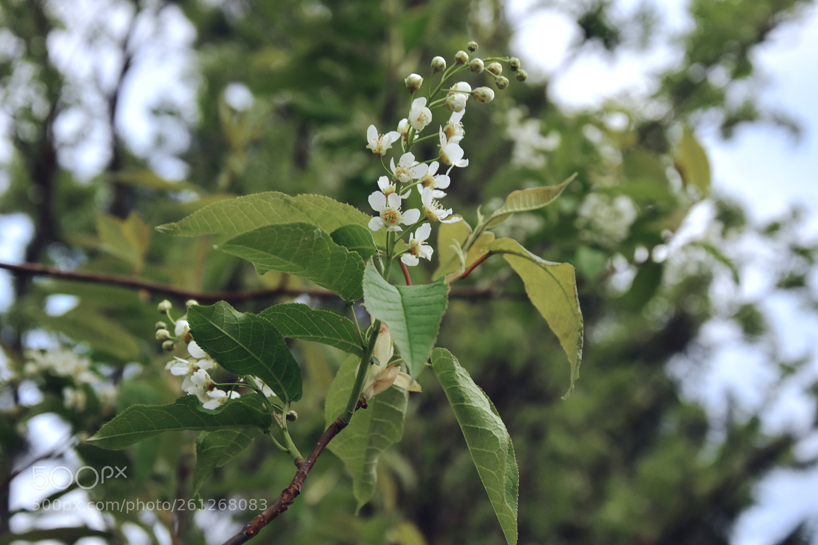 Nikon D7200 sample photo. Bloom photography
