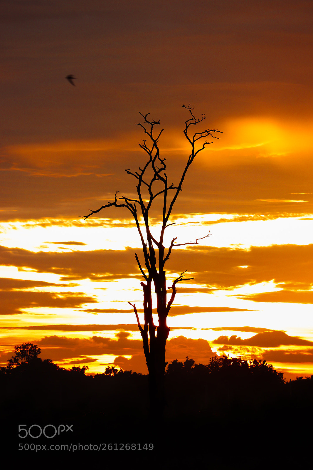 Canon EOS 200D (EOS Rebel SL2 / EOS Kiss X9) sample photo. Silhouette of dead tree photography