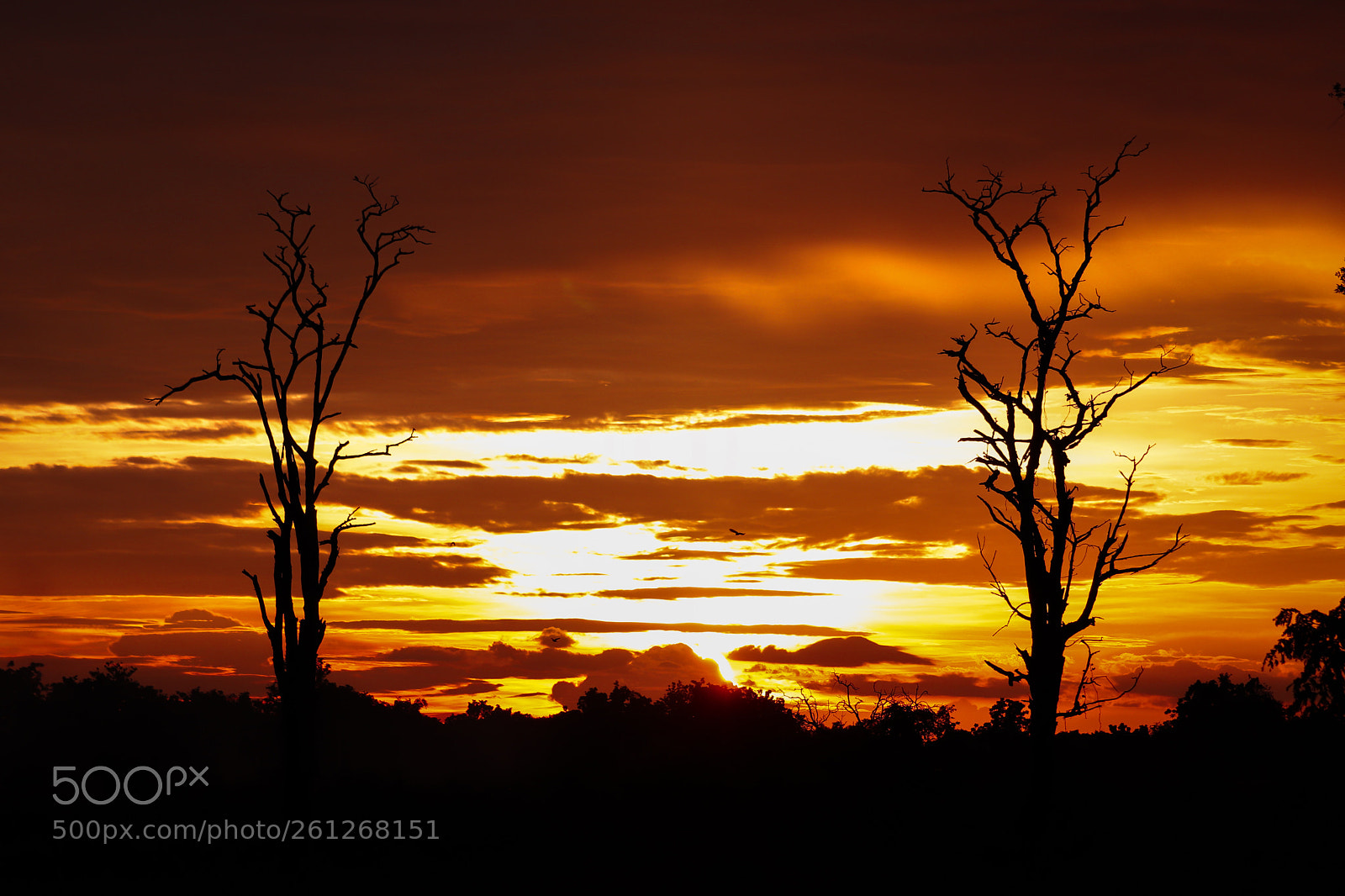 Canon EOS 200D (EOS Rebel SL2 / EOS Kiss X9) sample photo. Silhouette of dead tree photography