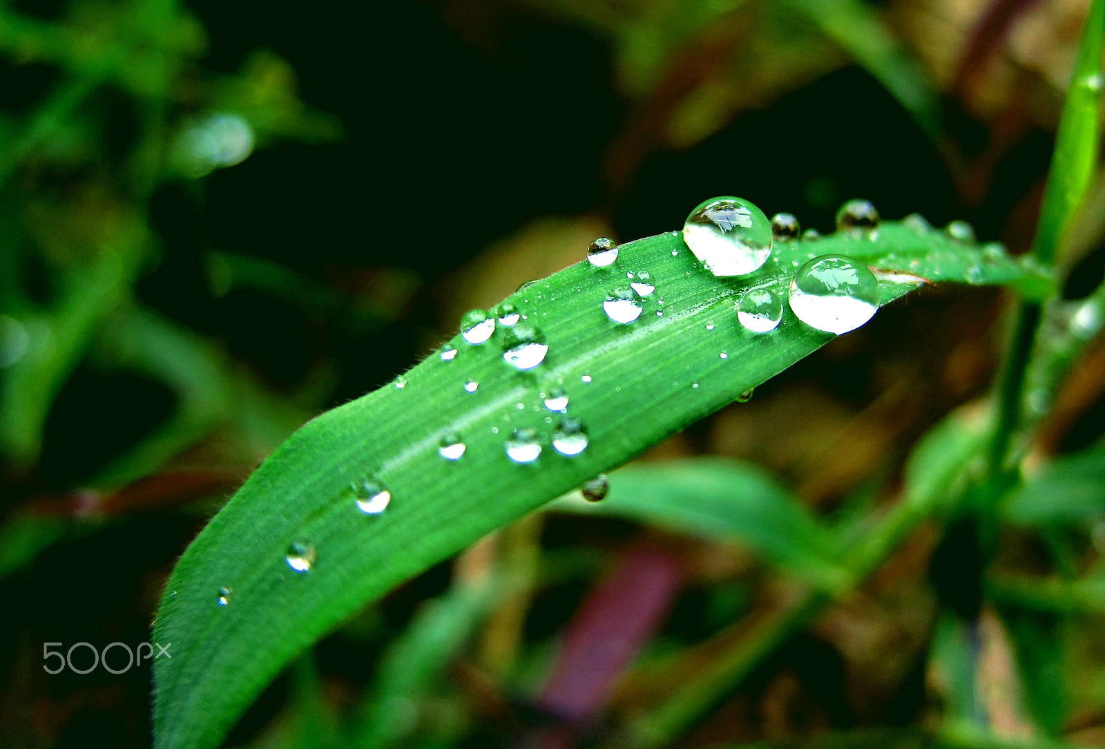 Canon PowerShot S95 sample photo. Dew on the grass photography