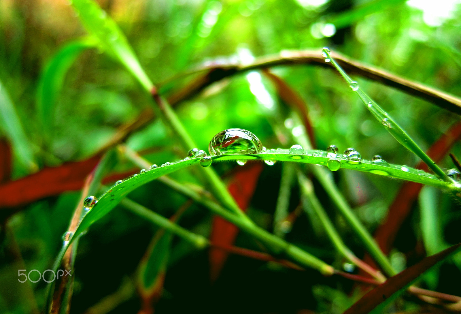 Canon PowerShot S95 sample photo. Dew on the grass photography