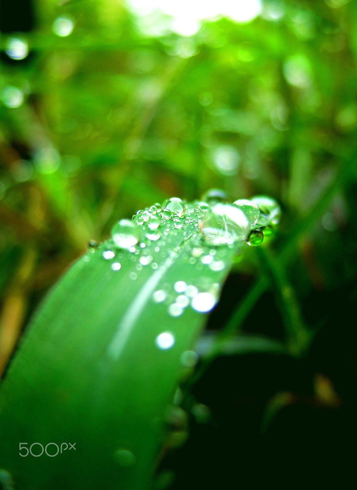 Canon PowerShot S95 sample photo. Dew on the grass photography