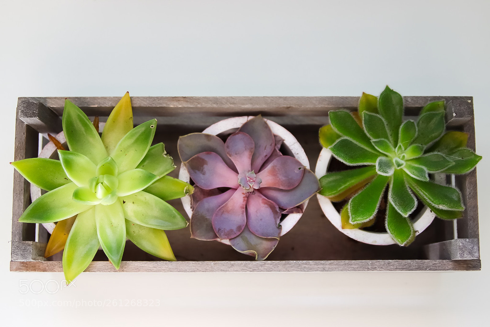 Canon EOS 77D (EOS 9000D / EOS 770D) sample photo. House plants photography