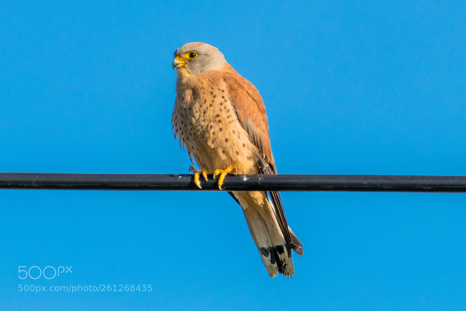 Canon EOS 80D sample photo. Lesser kestrel photography