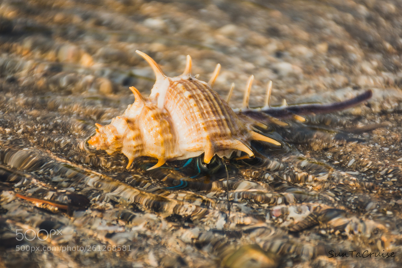 Nikon D7200 sample photo. ๋็็้hermit crab photography