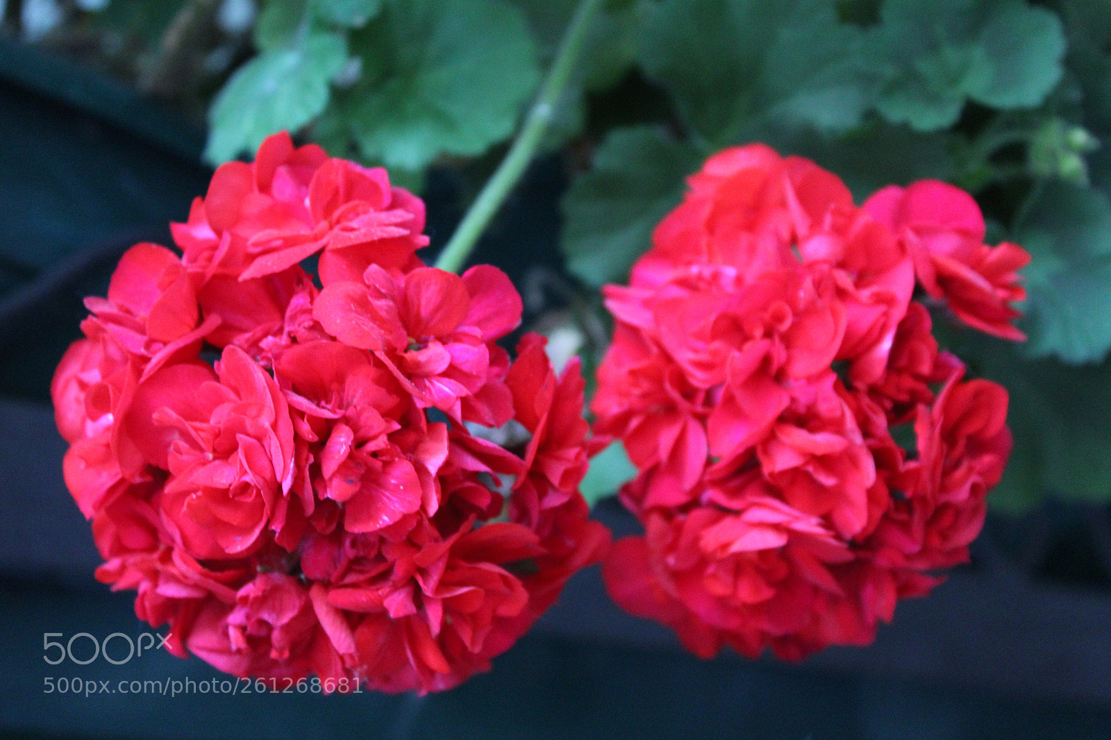 Canon EOS 1300D (EOS Rebel T6 / EOS Kiss X80) sample photo. Geranio photography