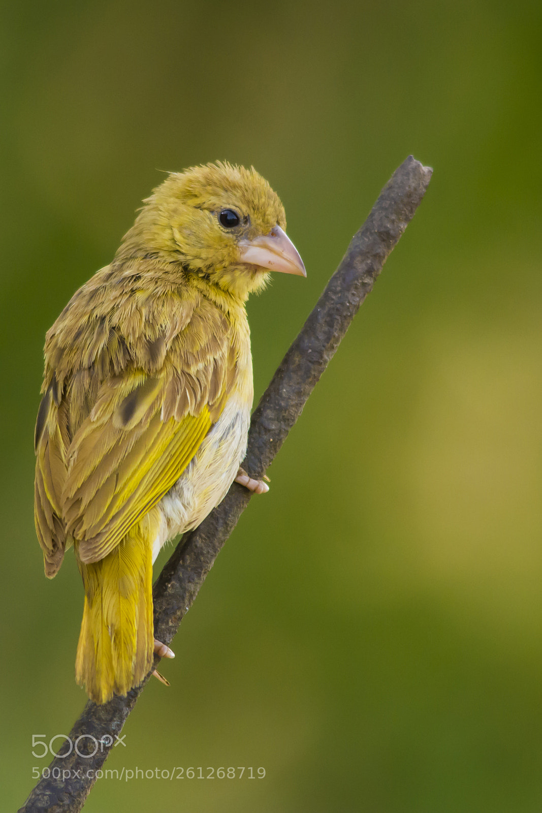 Nikon D7100 sample photo. Baya weaver photography