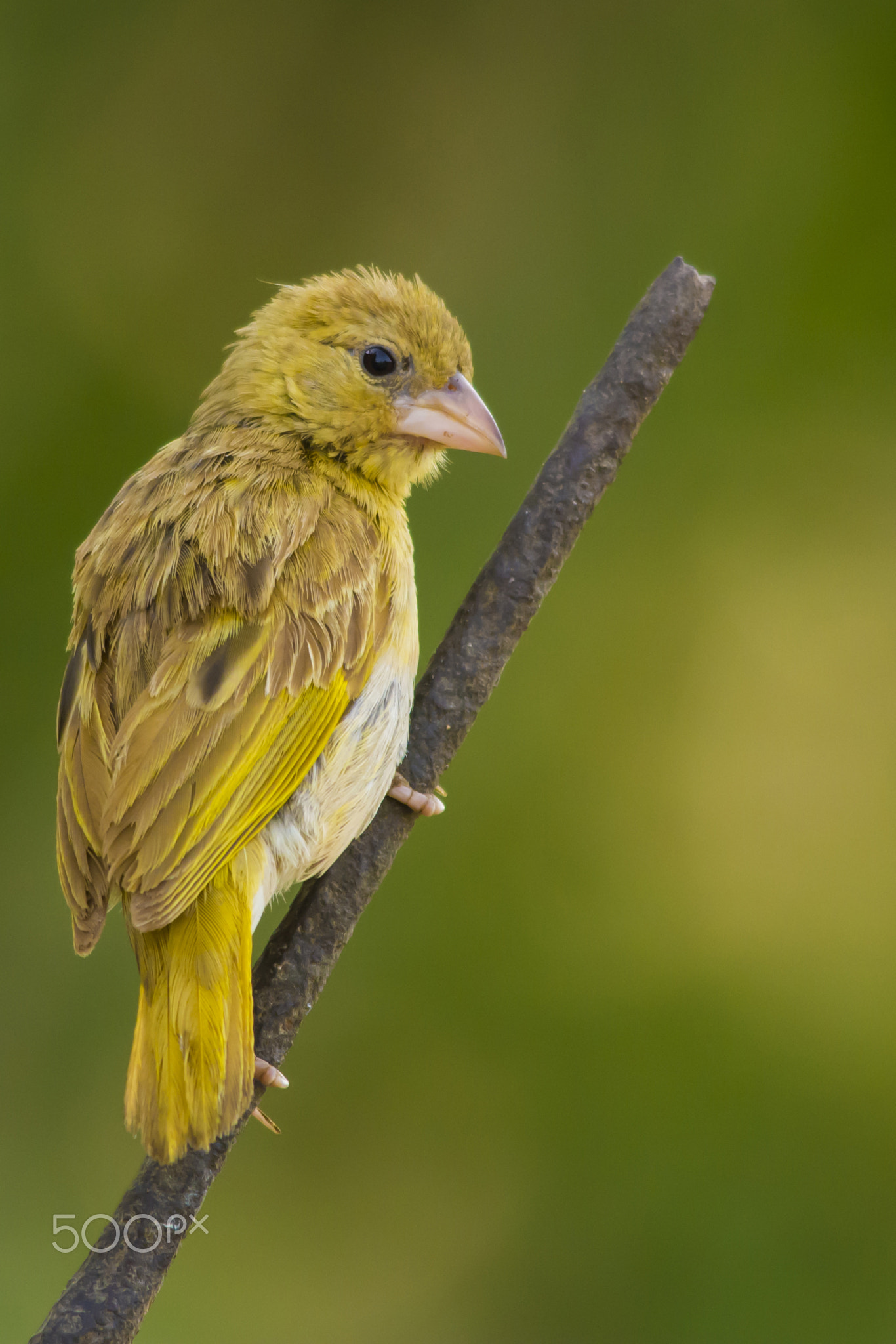 Baya weaver