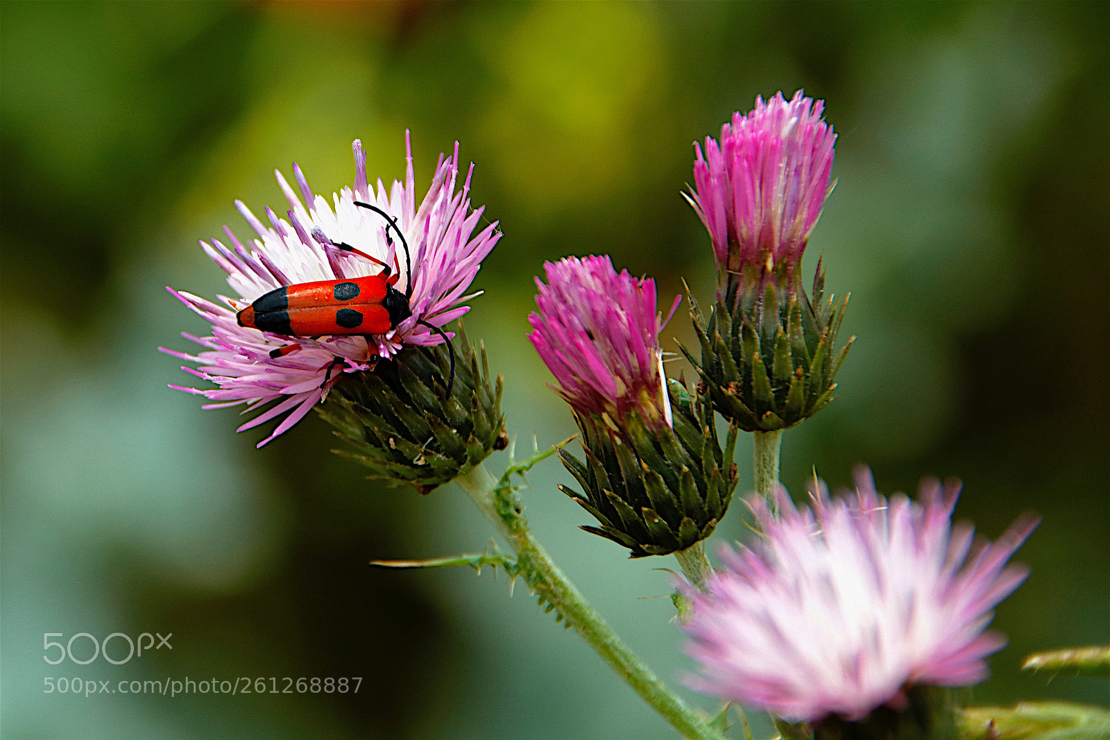 Canon EOS 80D sample photo. Insectos_01 photography
