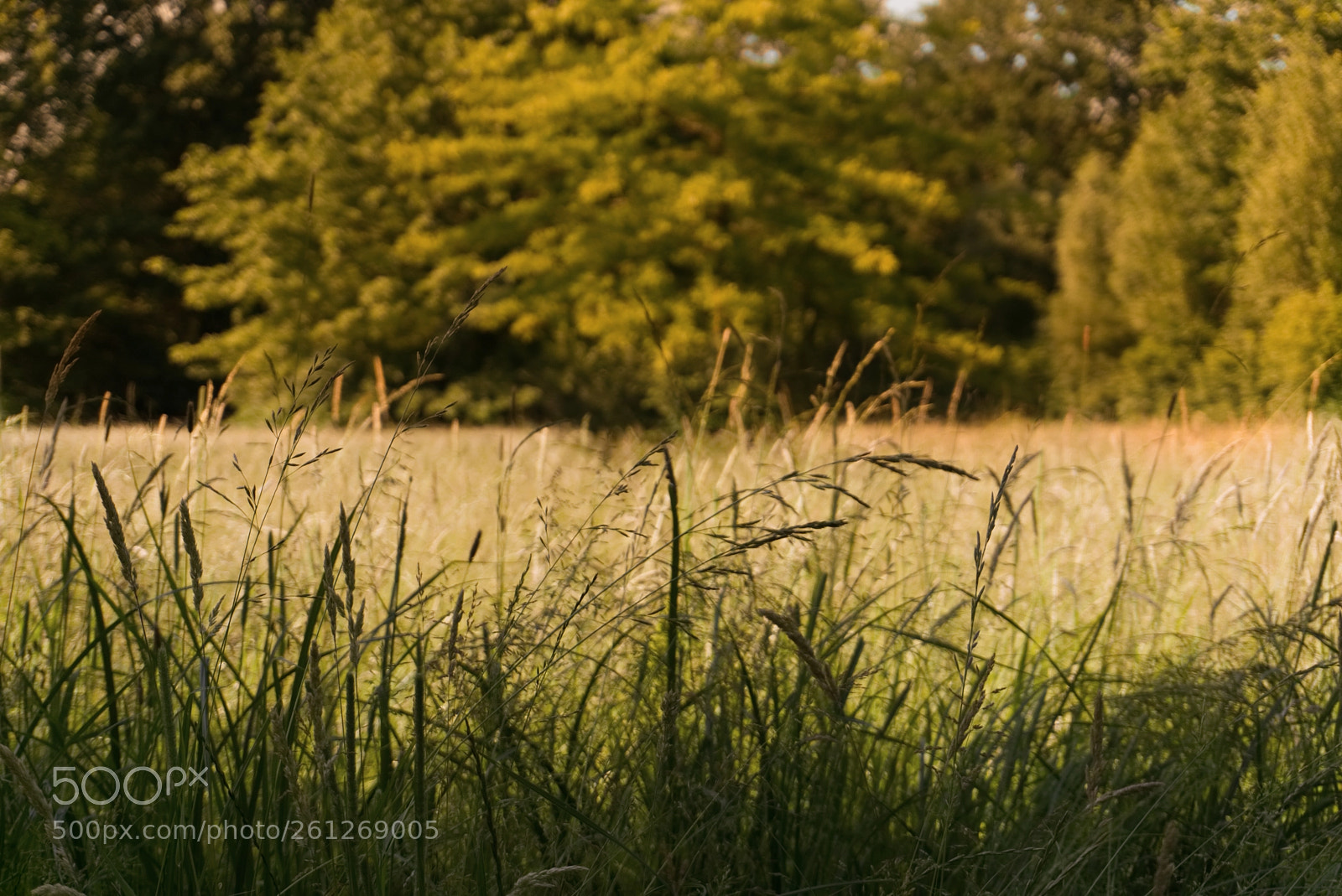 Sony a6000 sample photo. Summer field photography