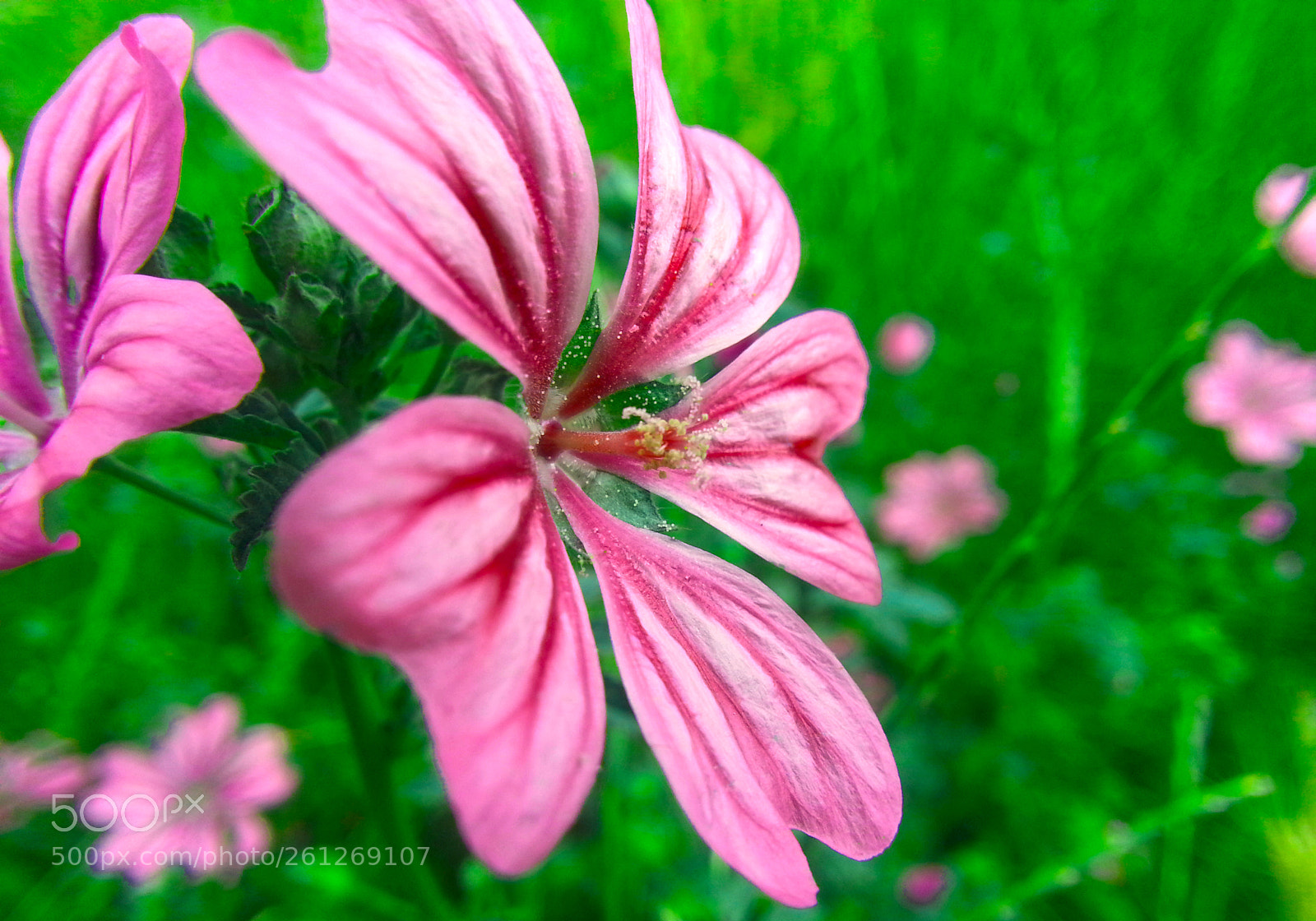 Samsung Galaxy Note2 sample photo. Flower photography