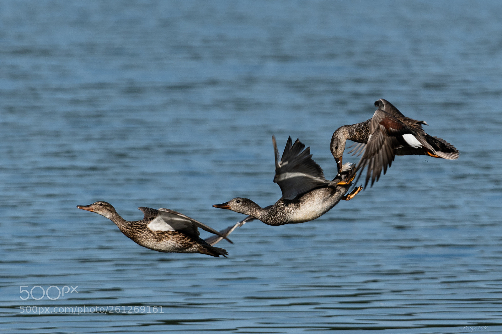 Nikon D500 sample photo. Competition photography